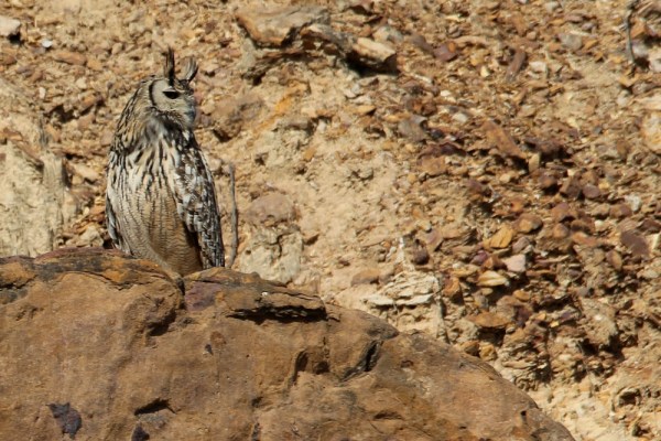 Indian Eagle Owl