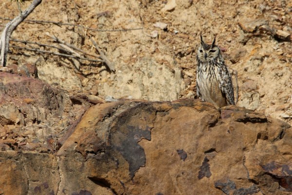 Indian Eagle Owl