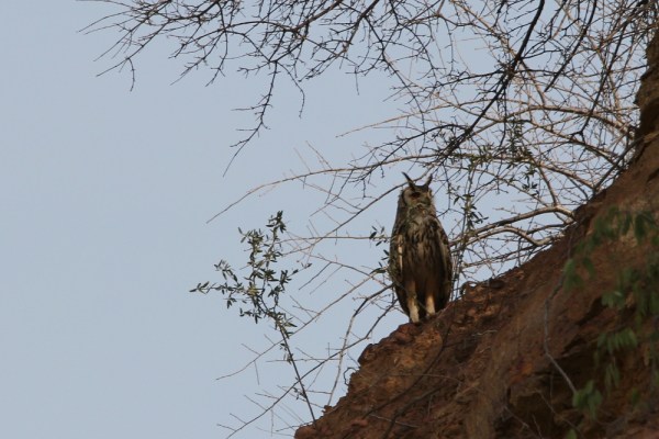 Indian Eagle Owl