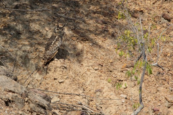 Indian Eagle Owl