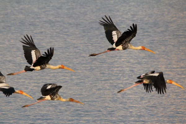 flying storks