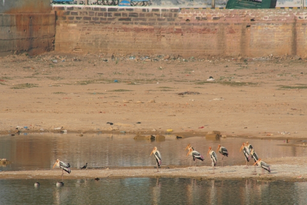 storks in Hamirsar Tank, January 2009