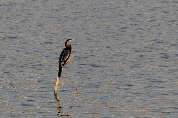Oriental Darter