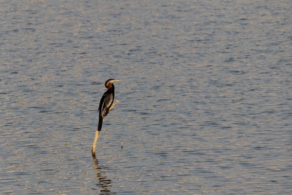 Oriental Darter