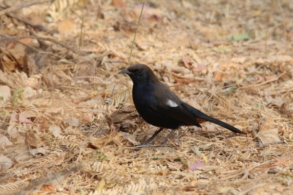 male Indian Robin