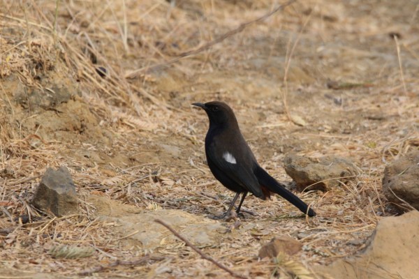 male Indian Robin