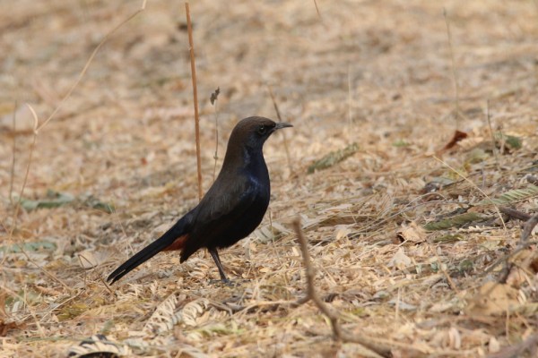 male Indian Robin