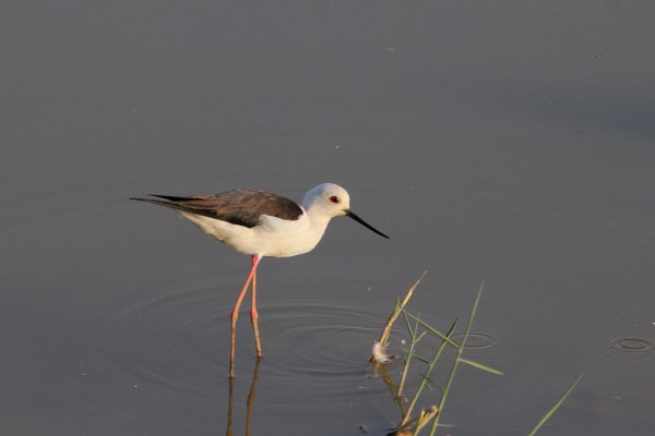 Black-winged Stilt in Bhuj, India, 2015