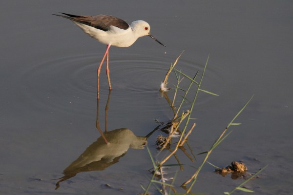 Black-winged Stilt in Bhuj, India, 2015