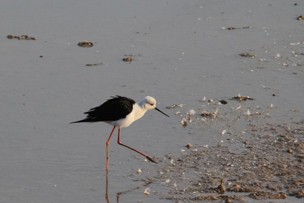 Black-winged Stilt in Bhuj, India, 2015