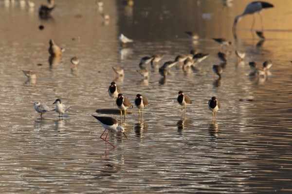 Black-winged Stilt among other waterbirds in Bhuj, India, 2015