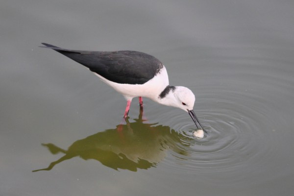 Black-winged Stilt in Jaipur, India, 2014