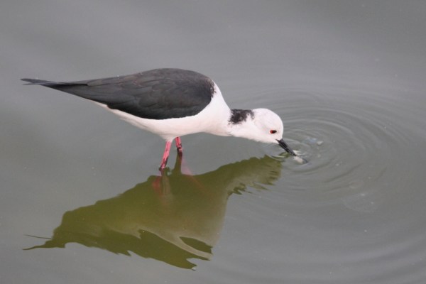 Black-winged Stilt in Jaipur, India, 2014