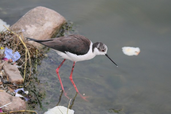 immature Black-winged Stilt in Jaipur, India, 2014