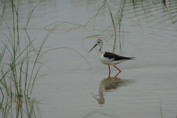 Black-winged Stilt in the Etosha National Park, Namibia, 2007