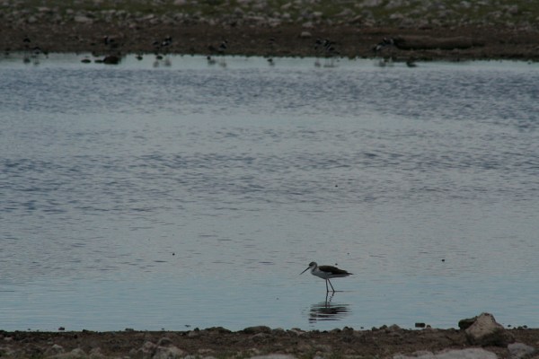 Black-winged Stilt in the Etosha National Park, Namibia, 2007