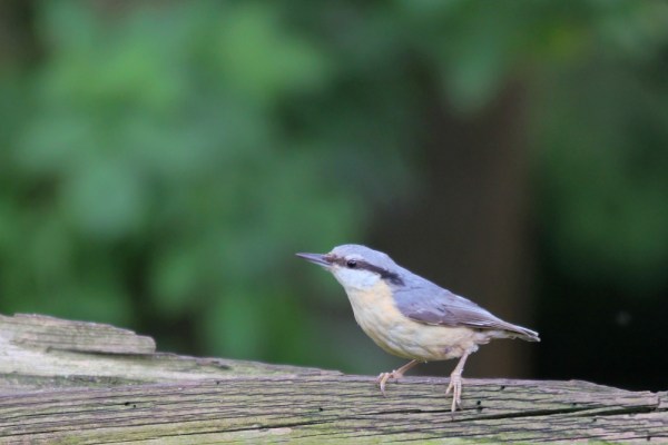 Eurasian Nuthatch