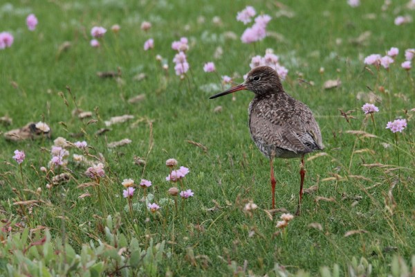 Common Redshank