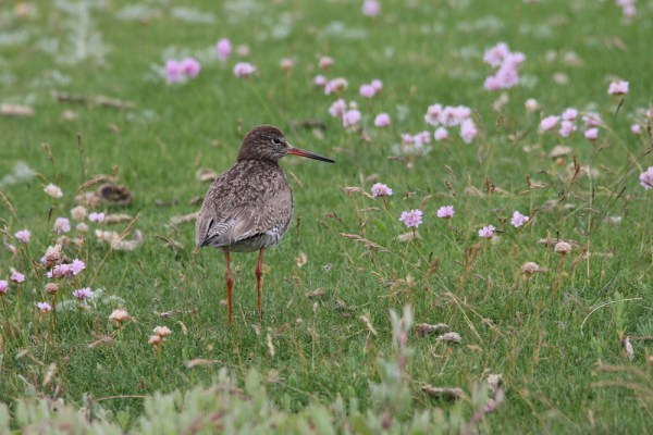 Common Redshank
