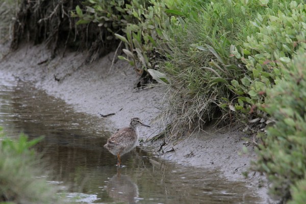 young Common Redshank