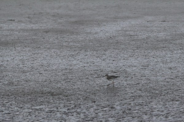 Common Redshank in the mudflats of the Wadden Sea