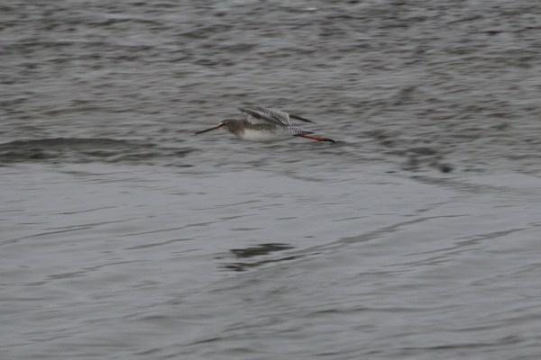 a flying Common Redshank