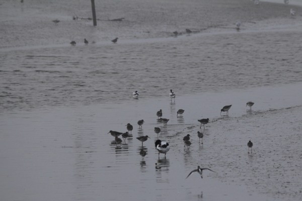 redshanks in the Wadden Sea