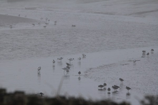 shorebirds including redshanks and avocets in the Wadden Sea