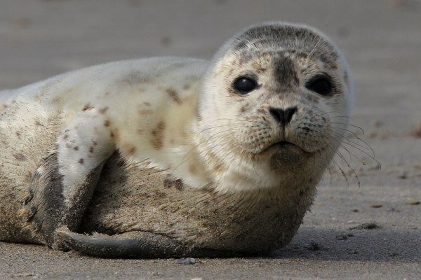 young Harbor Seal, Helgoland, September 2013
