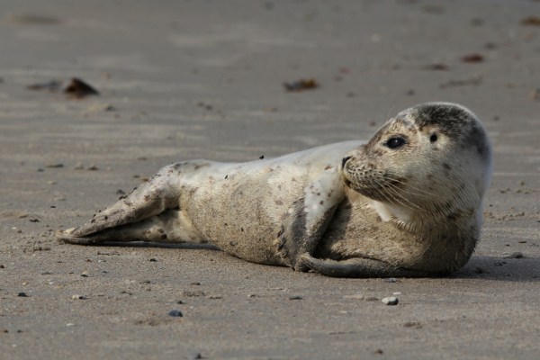 young Harbor Seal, Helgoland, September 2013