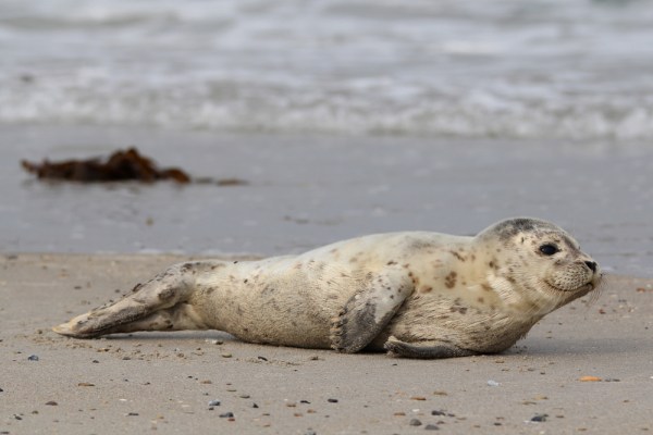 young Harbor Seal, Helgoland, September 2013