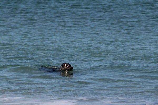 a swimming Harbor Seal, Helgoland, May 2014