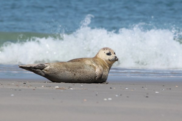Harbor Seal, Helgoland, May 2014