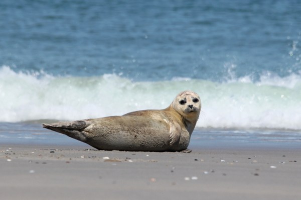 Harbor Seal, Helgoland, May 2014