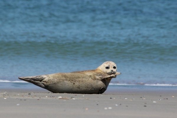 Harbor Seal, Helgoland, May 2014