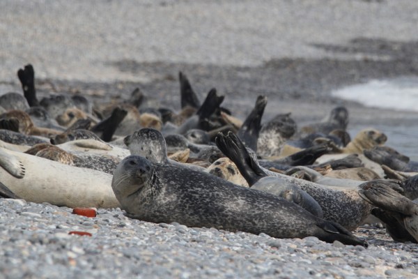 in the colony, Helgoland, September 2013