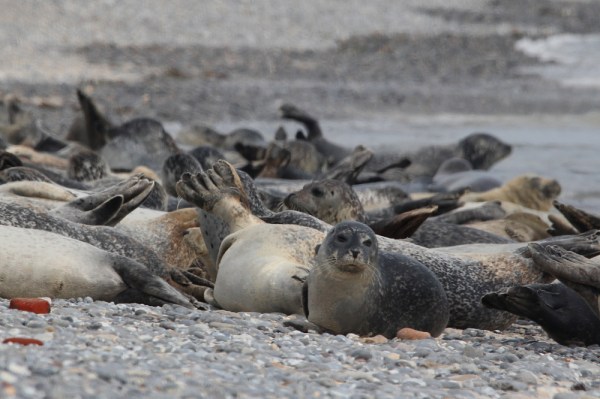in the colony, Helgoland, September 2013