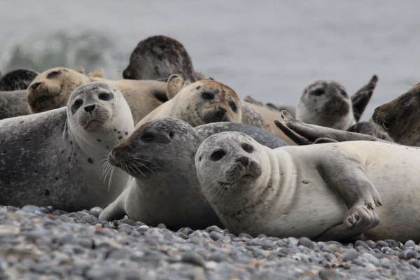 in the colony, Helgoland, September 2013