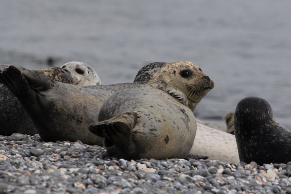 in the colony, Helgoland, September 2013