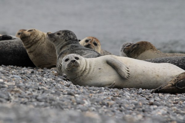 in the colony, Helgoland, September 2013