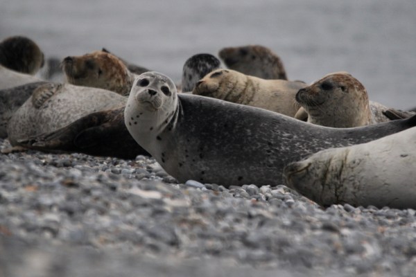 in the colony, Helgoland, September 2013