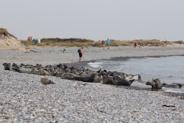 a seal colony on Helgoland, September 2013