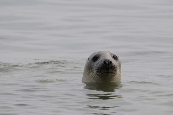 Harbor Seal, Helgoland, September 2013