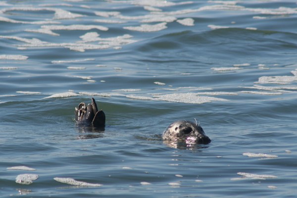 Harbor Seal, California, October 2009
