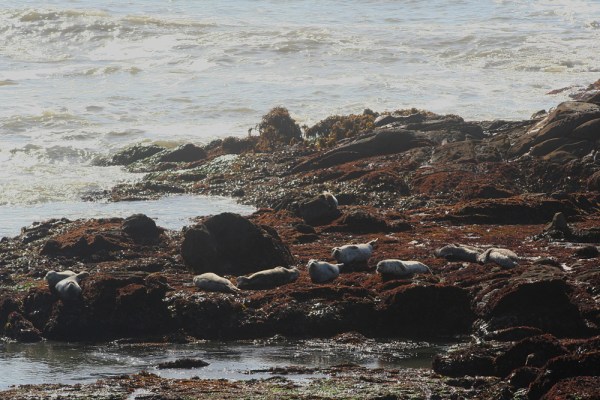 seals in California, October 2009