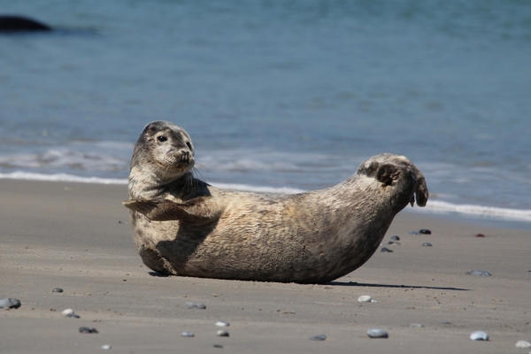 young flexible Grey Seal