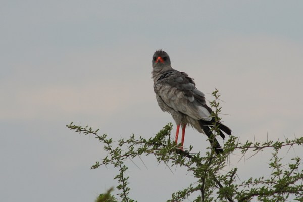 Pale Chanting Goshawk