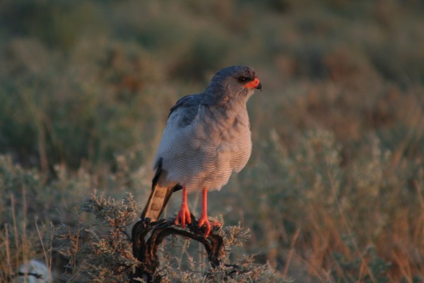 Pale Chanting Goshawk in the morning light