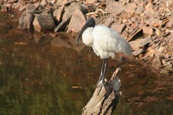 Black-headed Ibis in Ranthambore National Park