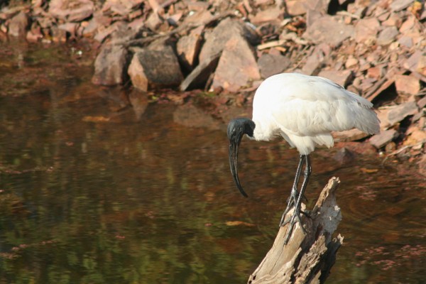 Black-headed Ibis in Ranthambore National Park